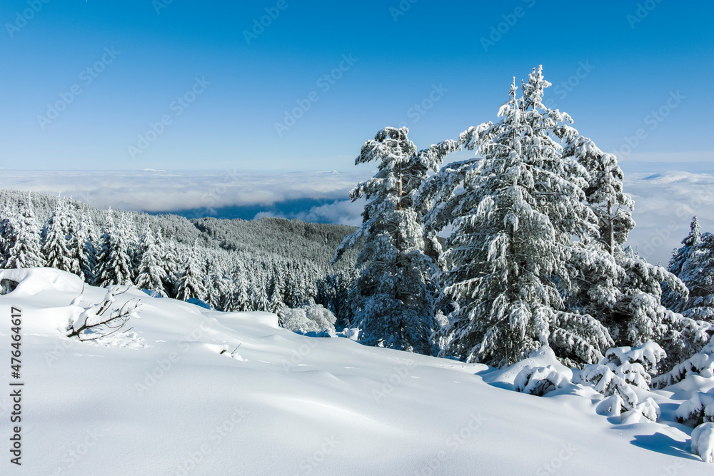 Fototapeta premium Winter landscape of Vitosha Mountain, Bulgaria