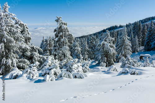Wallpaper Mural Winter landscape of Vitosha Mountain, Bulgaria Torontodigital.ca