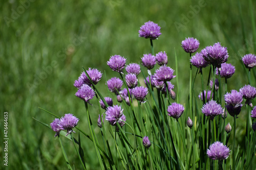 Purple blooming Chives (Allium schoenoprasum) with green grass background