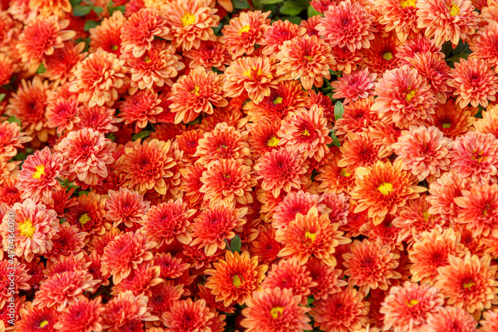 multi-colored flower beds of beautiful chrysanthemums multi-colored flower beds of beautiful chrysanthemums