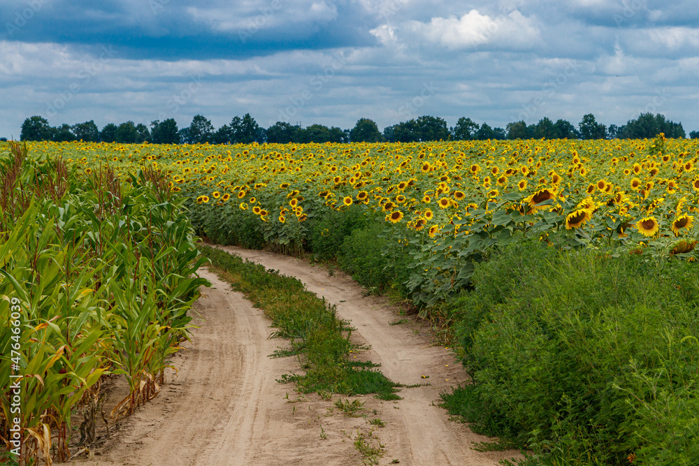 Beautiful field of yellow sunflowers on a background of blue sky with clouds