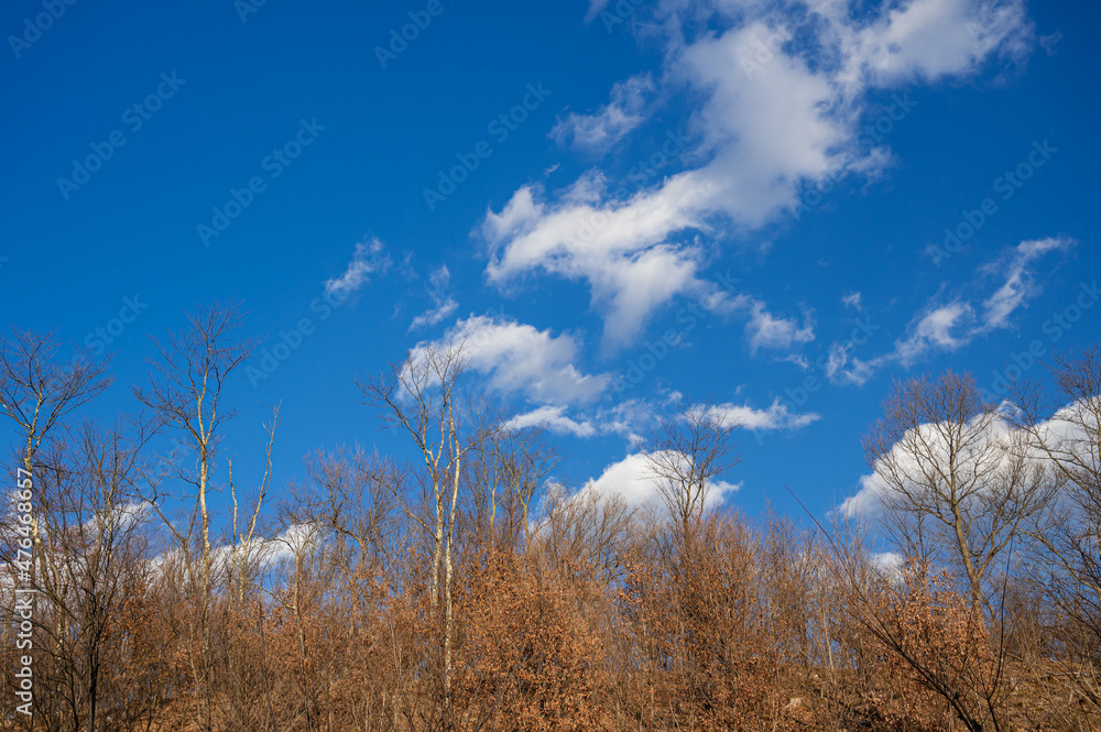 冬の枯れ木と青空 冬の枯れ木と青空