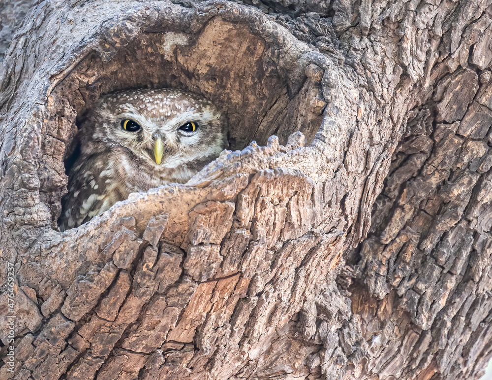 Spotted Owl with a different expression Spotted Owl with a different expression