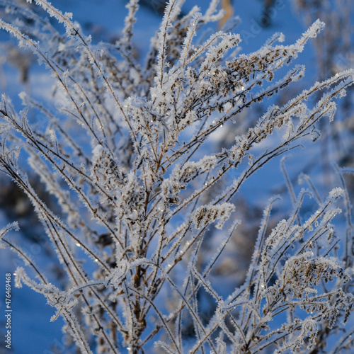 Some frozen beautiful aise-weed plants covered with icicles. Beautiful gentle winter landscape. winter season  cold frosty weather. new year and Christmas holiday concept. copy space