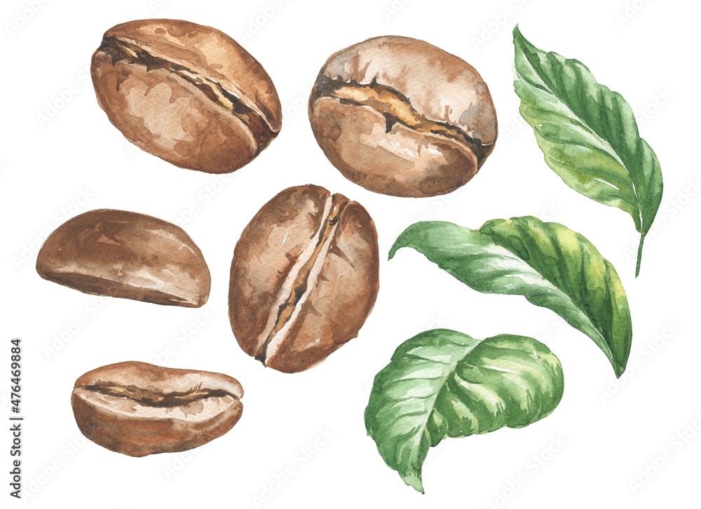 Watercolor coffee beans with green leaves isolated on white ...