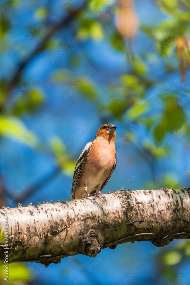 Fototapeta premium Common chaffinch, Fringilla coelebs, sits on a branch in spring on green background. Common chaffinch in wildlife.