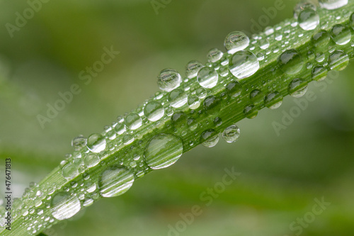 Large rain drops on grass leaf
