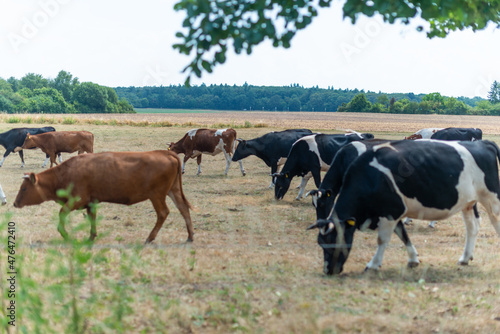 nachhaltige viehhaltung kühe freiland © R. S.
