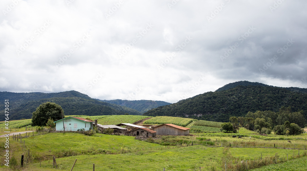 Rural landscape in southern Brazil with corn plantation.