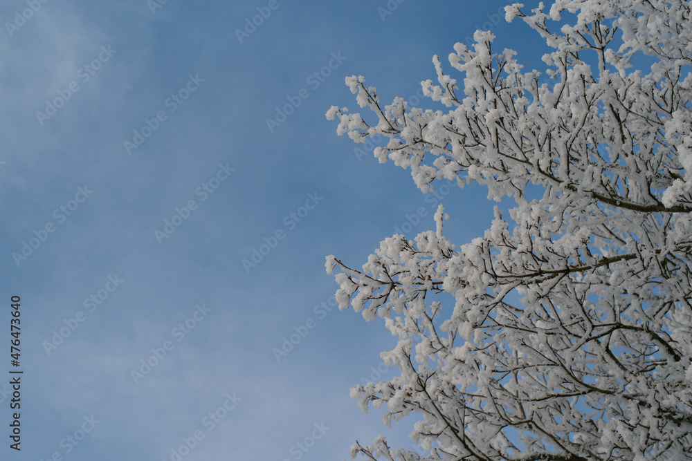 Beautiful frozen tree branches on the blue sky background. Extremely cold winter in Estonia.