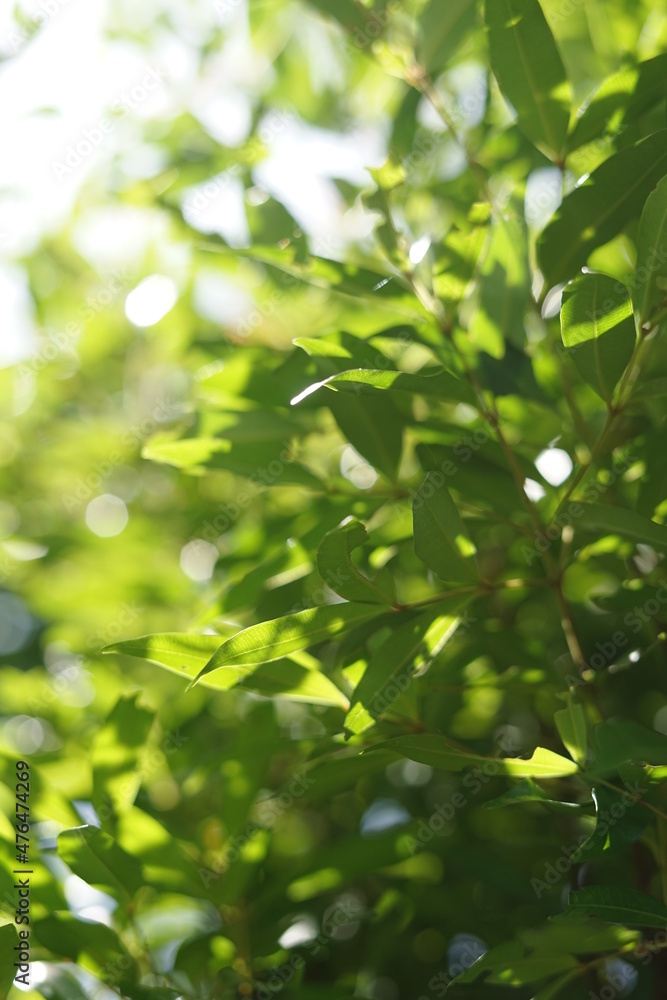 the wild plant photographed with selective focus. wild shrub with green foliage with a blurred focus behind. abstract nature background concept for a fresh greenish theme.