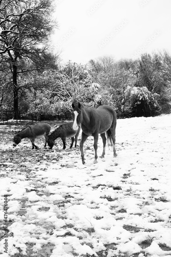 Horse with mini donkeys in field for winter farm scene. Horse with mini donkeys in field for winter farm scene.