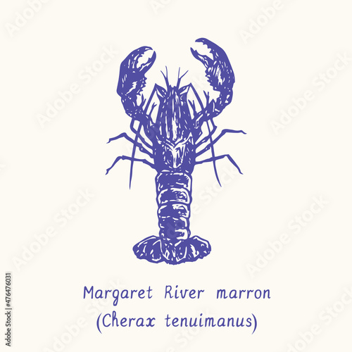 Margaret river marron (Cherax tenuimanus). Ink black and white doodle drawing in woodcut style with inscription. photo
