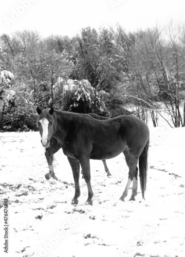 Horse on farm in Texas winter snow  © ccestep8
