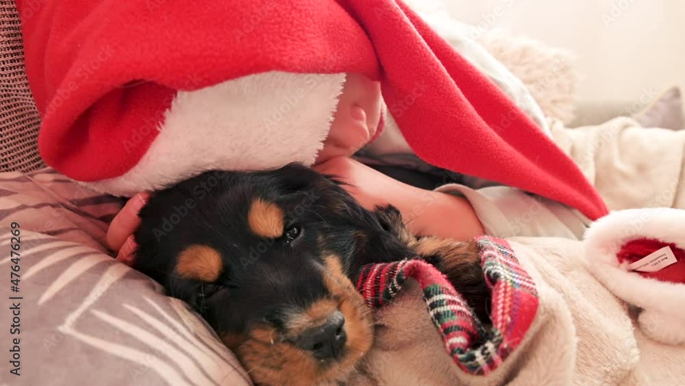 Little christmas girl and cocker spaniel puppy. Happy child in a santa hat holds a dog in his hands they hug and cuddle on the sofa .Concept of merry christmas and new year.Social media Little christmas girl and cocker spaniel puppy. Happy child in a santa hat holds a dog in his hands they hug and cuddle on the sofa .Concept of merry christmas and new year.Social media