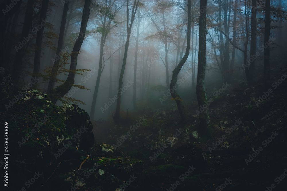 Dense fog in dark forest at autumn. Beautiful landscape of nature. Light coming through the trees. High quality photo