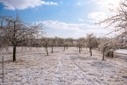 Icy trees with a bright blue sky, sunshine and a white winter landscape. After a frozen rain, nature is covered with a layer of ice