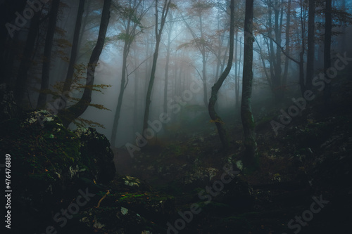 Dense fog in dark forest at autumn. Beautiful landscape of nature. Light coming through the trees. High quality photo © Viktorio