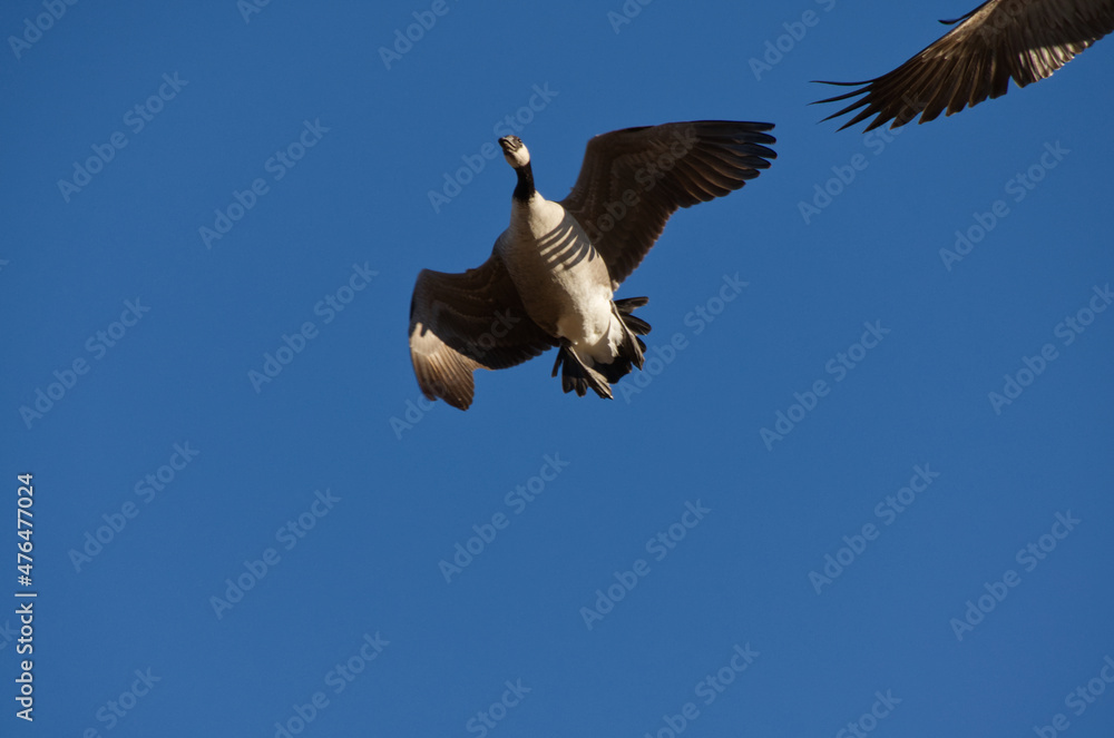Fototapeta premium Canada Goose Flying in the Blue Sky