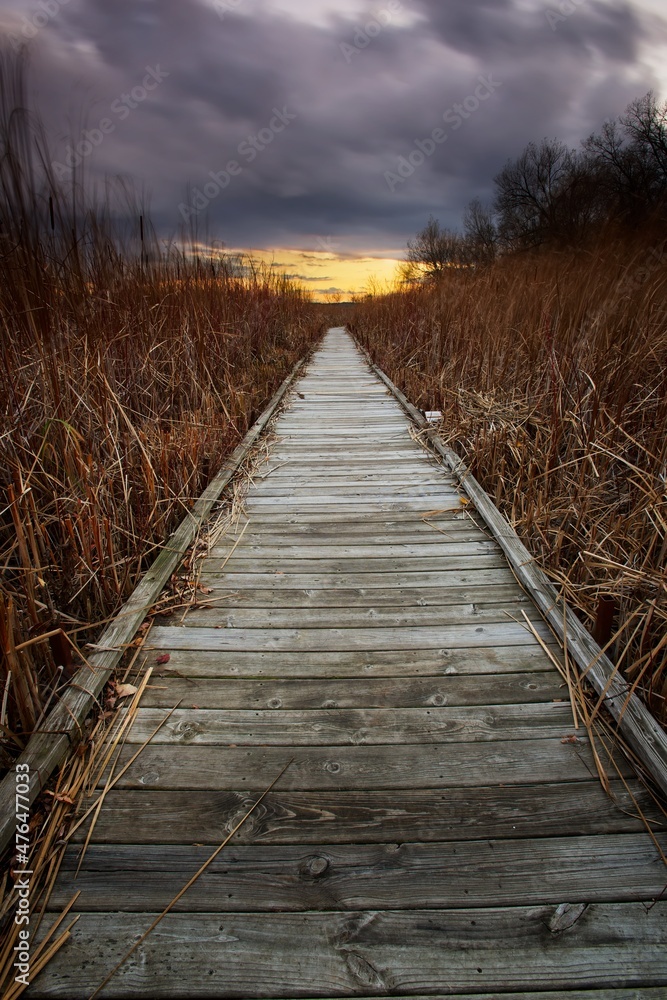 Wooden board walk in the cattails and reeds of lake wingra in Madison, WI. Wooden board walk in the cattails and reeds of lake wingra in Madison, WI.