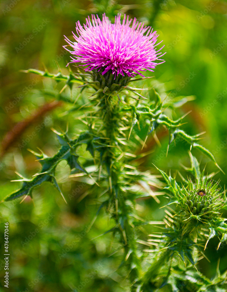 milk thistle flower on a green background milk thistle flower on a green background