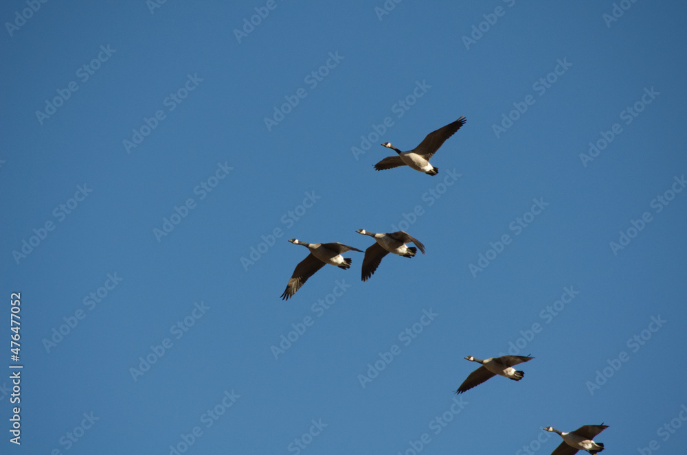 Canada Geese Flying in the Blue Sky