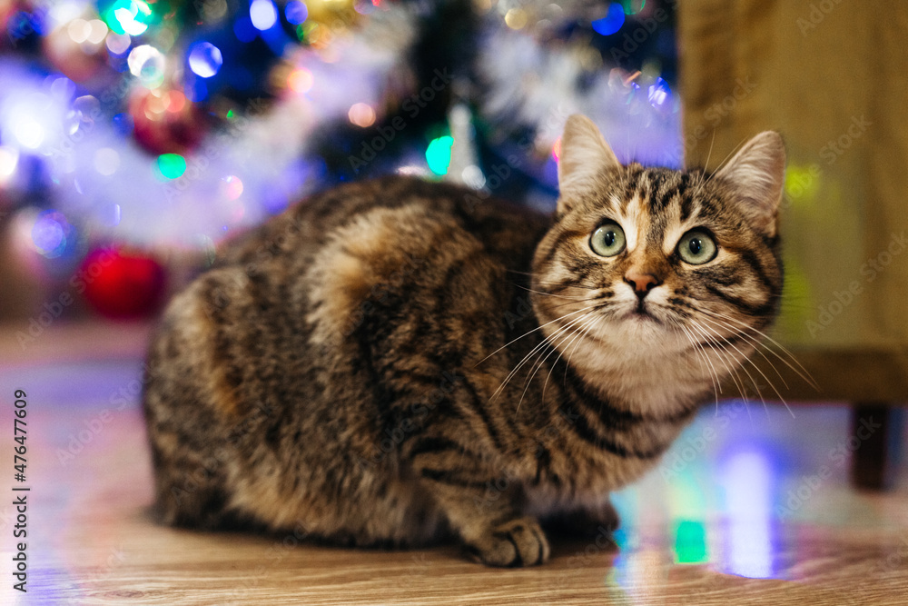 Φωτογραφία beautiful cat near the new year tree