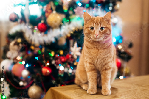 Photography beautiful cat near the new year tree
