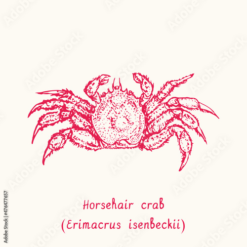 Horsehair crab (Erimacrus isenbeckii) top view. Ink black and white doodle drawing in woodcut style with inscription.