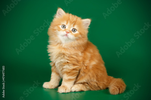 Highland straight cat on colored backgrounds © Aleksand Volchanskiy