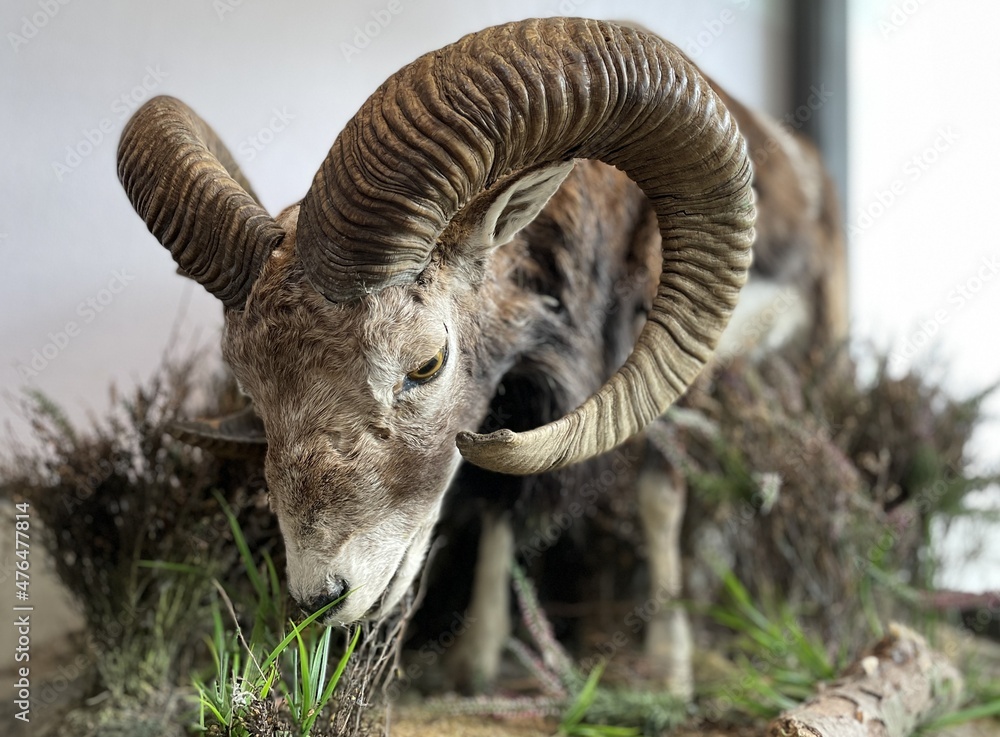 stuffed animal on display in a nature museum