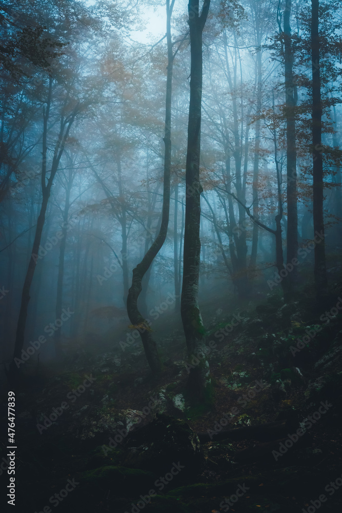 Dense fog in dark forest at autumn. Beautiful landscape of nature. Light coming through the trees. High quality photo