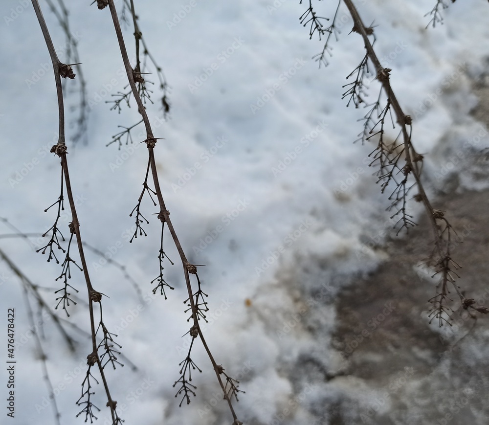bare bush branches in winter snow bare bush branches in winter snow
