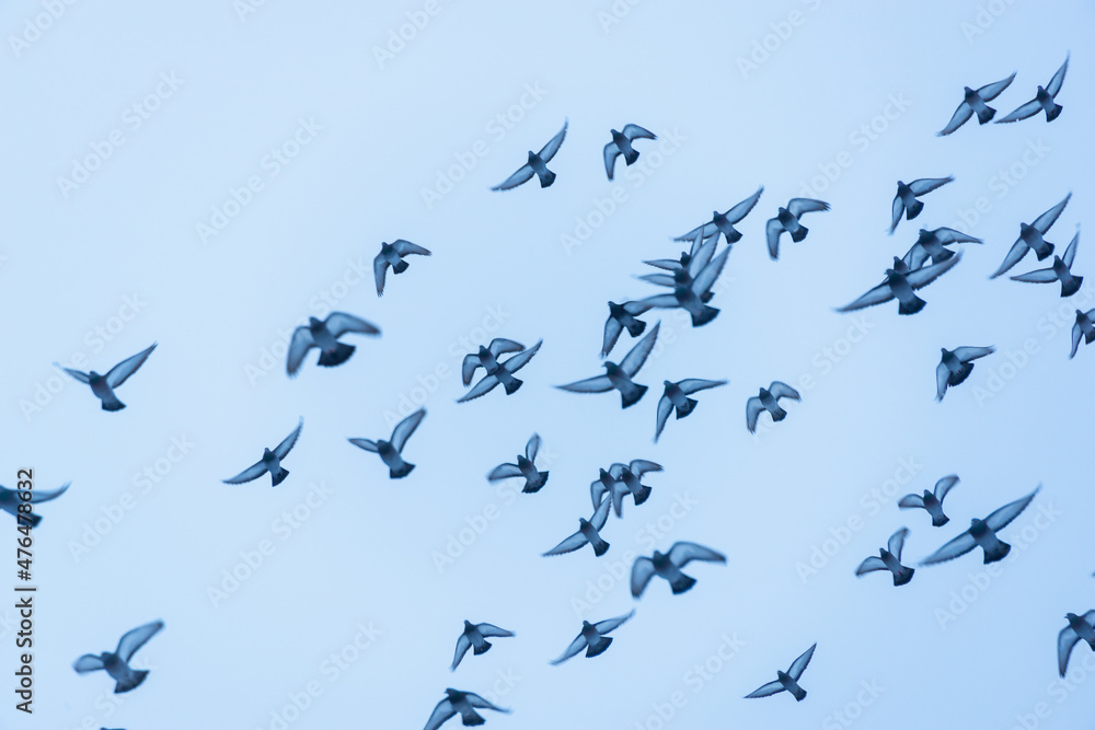 Fototapeta premium A flock of birds of doves flies across the sky.