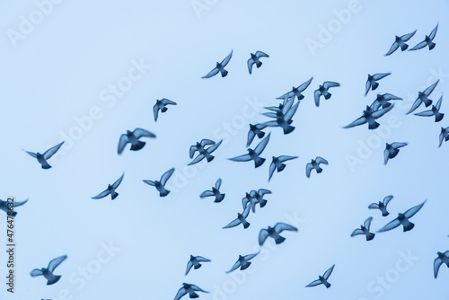 A flock of birds of doves flies across the sky.