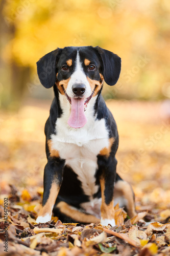 Entlebucher sennenhund outdoors on leaves in autumn. Loyal pet friend