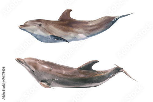 Dolphins isolated on white background