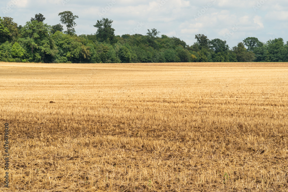 feld geerntet im sommer feld geerntet im sommer