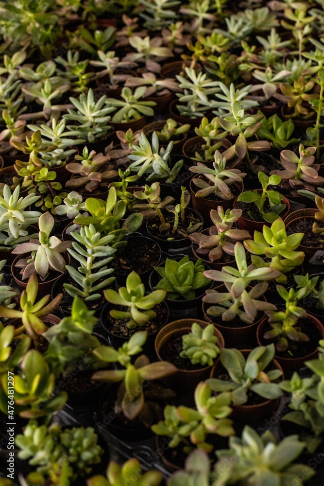 a bouquet of green plants and succulents a bouquet of green plants and succulents