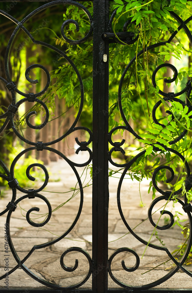A wrought-iron fence and a climbing green plant from the Royal Garden. Montenegro.