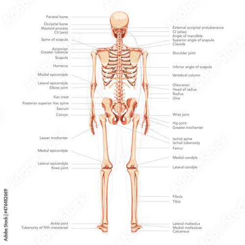 Skeleton Human diagram back posterior view with all parts labeled. Flat natural colour Vector illustration didactic board of anatomy isolated on white background medical skull spine ribs pelvis joints