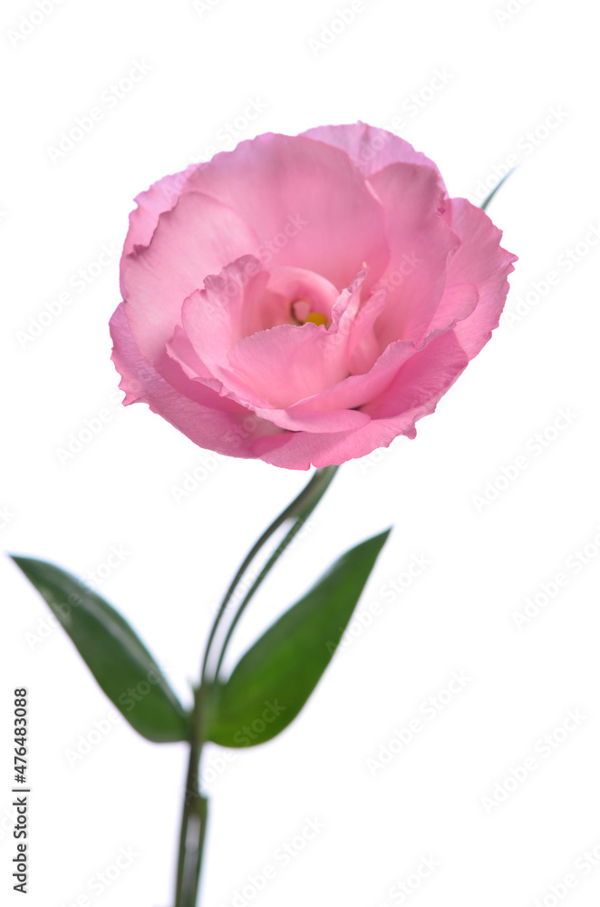 One pink eustoma on a white background. One pink eustoma on a white background.