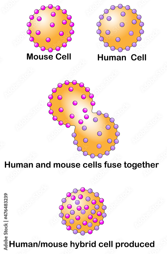 Experiment to show the fluid mosaic model of cell membrane structure. The image shows the fusion of human and mouse cells to form a hybrid cell that shows the mixing of membrane proteins. Experiment to show the fluid mosaic model of cell membrane structure. The image shows the fusion of human and mouse cells to form a hybrid cell that shows the mixing of membrane proteins.