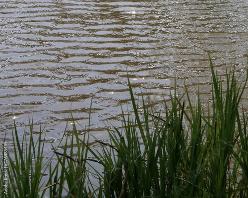 Abstract background with water, coastal grass and a place under the text