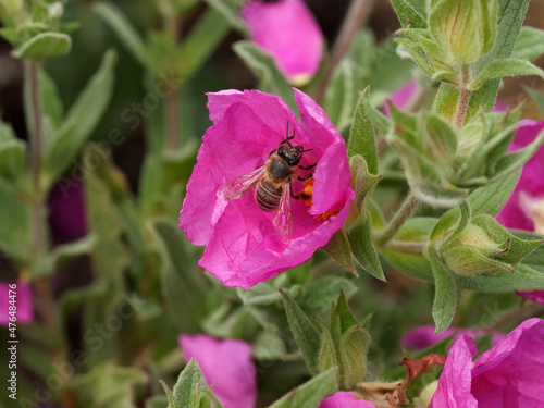 Apis mellifera - Abeille européenne ou abeille noire butinant sur une fleur d'aster