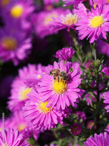 Apis mellifera - Abeille europ  enne ou abeille noire butinant sur une fleur d aster
