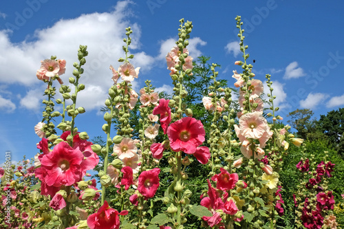 Colourful hollyhocks, Alcea rosea, in flower during the summer months