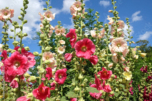 Colourful hollyhocks, Alcea rosea, in flower during the summer months photo
