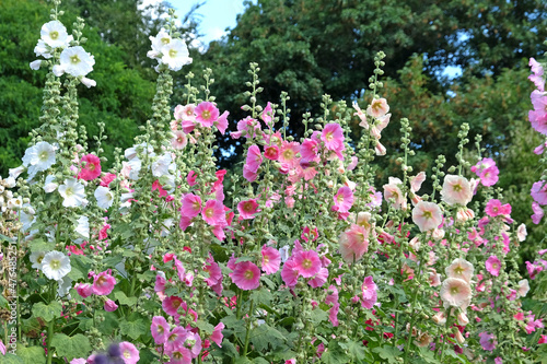 Colourful hollyhocks, Alcea rosea, in flower during the summer months photo