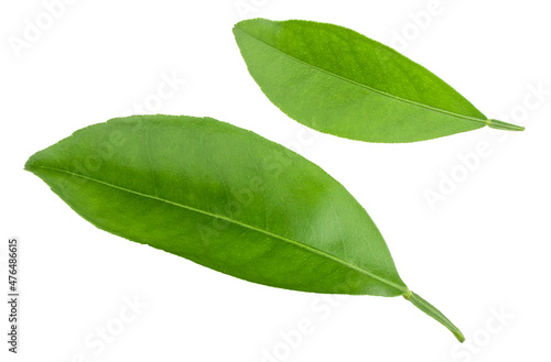 Green lemon leaves isolated on white background